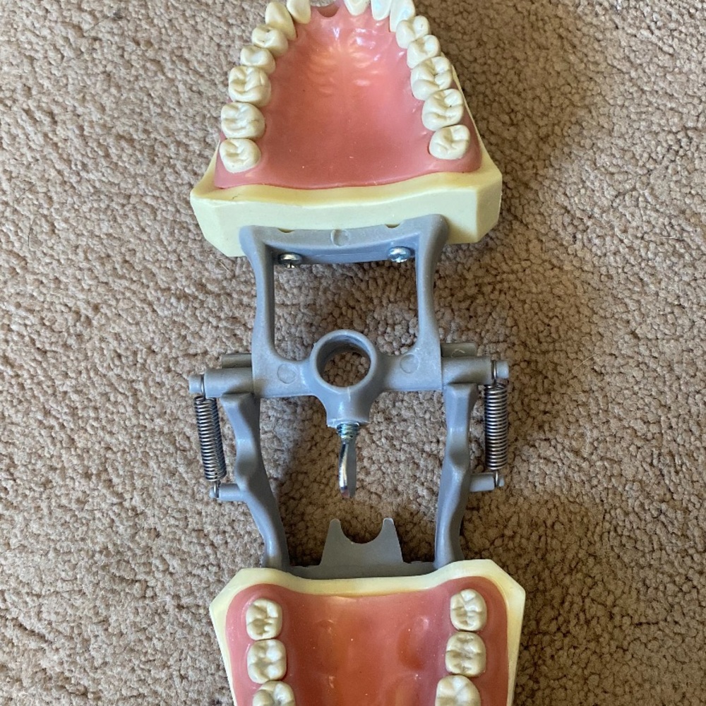 Dental teeth model